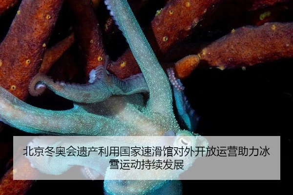 bei-jing-dong-ao-hui-yi-chan-li-yong-guo-jia-su-hua-guan-dui-wai-kai-fang-yun-ying-zhu-li-bing-xue-yun-dong-chi-xu-fa-3-870.jpg