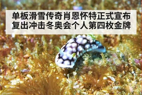 单板滑雪传奇肖恩怀特正式宣布复出冲击冬奥会个人第四枚金牌